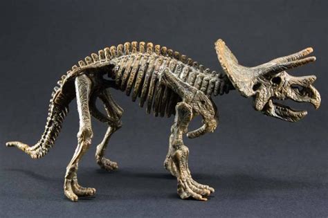 恐龙化石尾巴下边的骨头 是起什么作用的？ - 知乎
