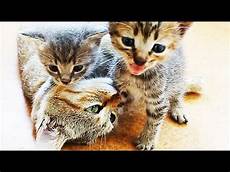kittens for sale kittens for sale 10 each kittens for sale kittens for sale 10 each