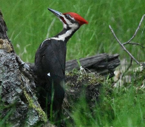 Different Types Of Woodpeckers In Michigan at Jesse Lombard blog