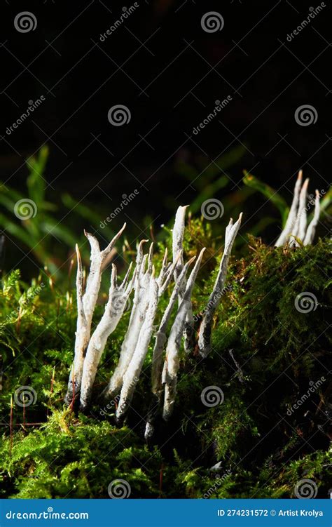 Xylaria Hypoxylon is a Species of Fungus in the Genus Xylaria. Stock Photo - Image of genus ...