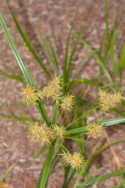 Cyperus esculentus (Nut grass)