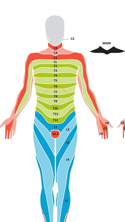 Entry #14 by MalcolmXI for Dermatome Map Graphic Design | Freelancer