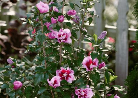 51 Types of Hibiscus Plants (With Pictures and Identification)