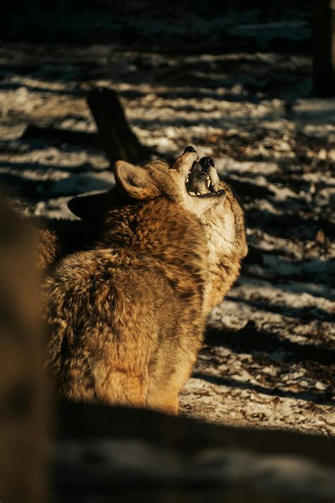 Image result for Coolest Wolves Howling