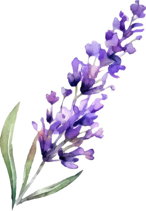 Lavender Flowers Watercolor Illustration. 24046126 PNG
