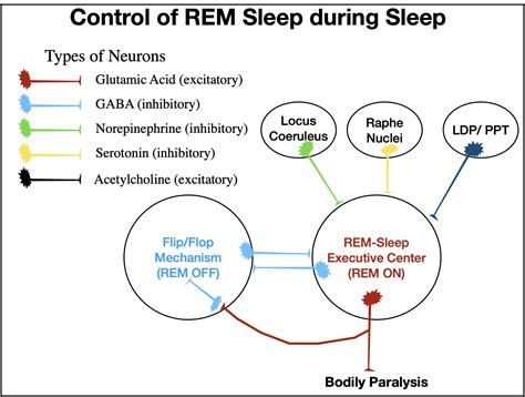 What Prevents Rem Sleep