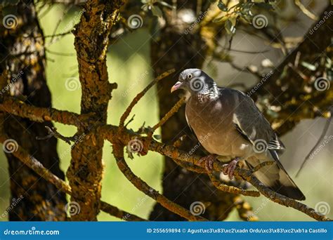 Columba Palumbus La Paloma De Madera Es Una Especie De Ave Columbiforme De La Familia Columbidae ...