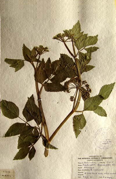 Pimpinella diversifolia