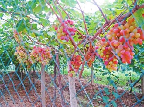 葡萄的种植与生长全过程，注意“6点”，果子结的一串串都挂满了 - 知乎