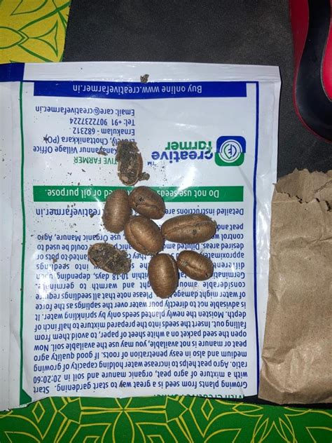 Creative Farmer Best Long Tree Seeds Polyalthia Longifolia - Piller ...