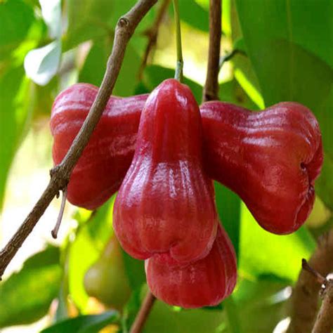 Malay apple- Fruit Plants & Tree – Exotic Space