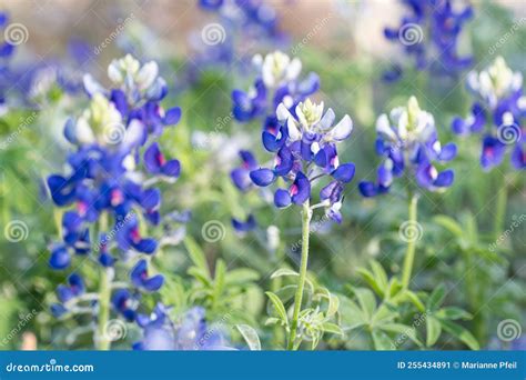The Bluebonnet is the State Flower of Texas. Stock Image - Image of ...