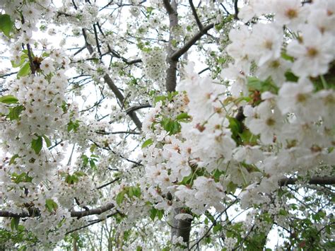 This Spring 的图像结果