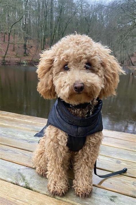 Image result for Cockapoo Hypoallergenic Dogs