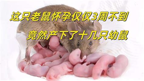 这只老鼠怀孕仅仅3周不到，竟然产下了十几只幼鼠-动物视频-搜狐视频