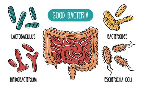 Examples Of Good Bacteria
