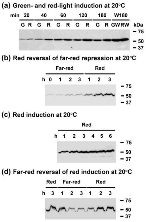 Multiple Light-Dark Signals Regulate Expression of the DEAD-Box RNA ...