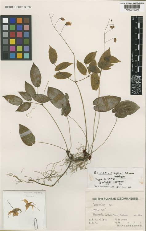 Epimedium ogisui Stearn | Plants of the World Online | Kew Science