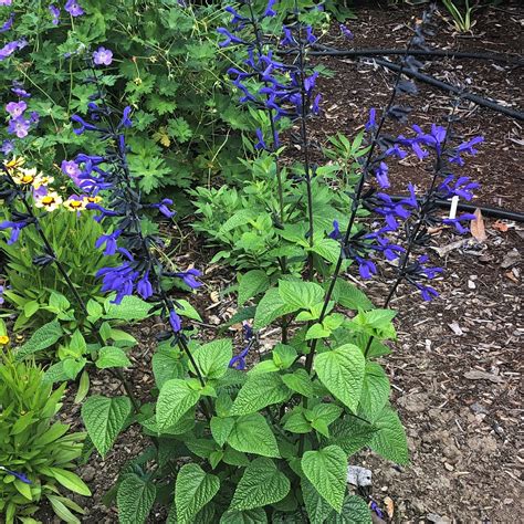 Salvia guaranitica 'Black and Blue' - Sage (4.5" Pot) | Little Prince To Go