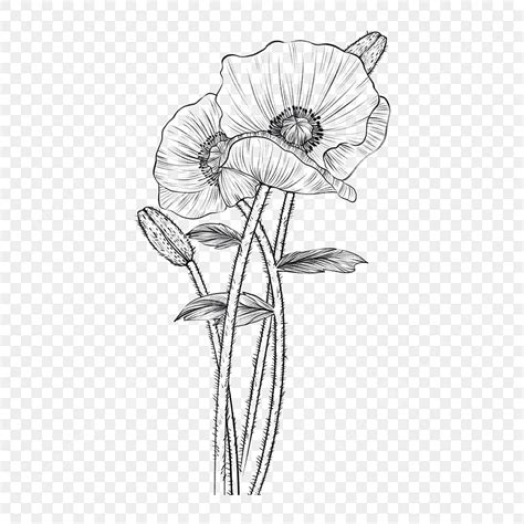How To Draw A Poppy