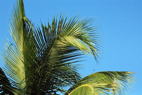 Decoding A Palm Frond: Types, Uses and Care Tips