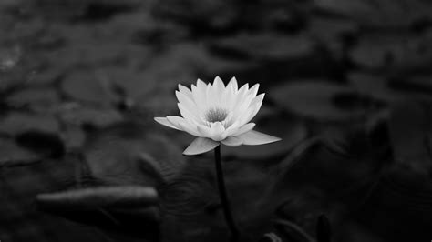 Download wallpaper 2560x1440 lotus, water lily, bw, leaves widescreen ...