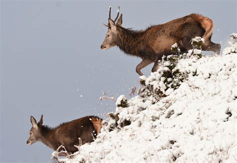 Skye Wildlife Photography Portfolio > Skye High Wildlife