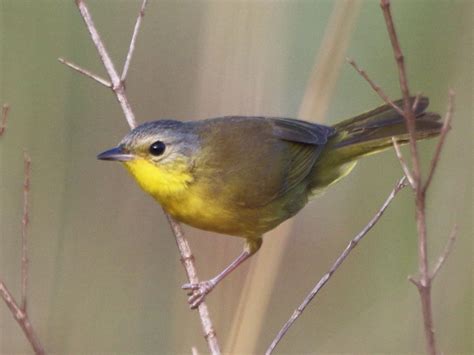 masked yellowthroat sp. - eBird