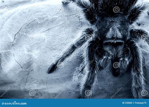 Rose-hair tarantula spider stock photo. Image of creepy - 25000