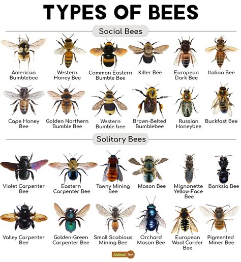 Bee Facts, Types, Diet, Reproduction, Classification, Pictures | Types ...