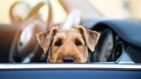 Dog Friendly Hotels Missoula | The Wren Missoula Lodging, MT