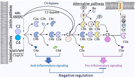 Frontiers | Complement C4, Infections, and Autoimmune Diseases