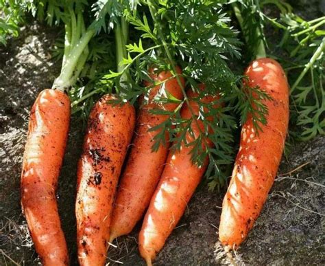 胡萝卜怎么规模种植，其实很简单，掌握好的方法是关键！_进行