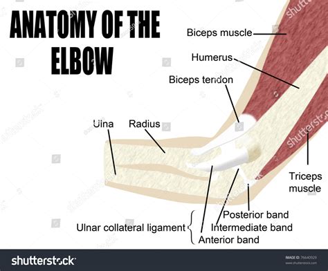 Anatomy Of The Elbow Muscles | Muscles In The Elbow - AIMU