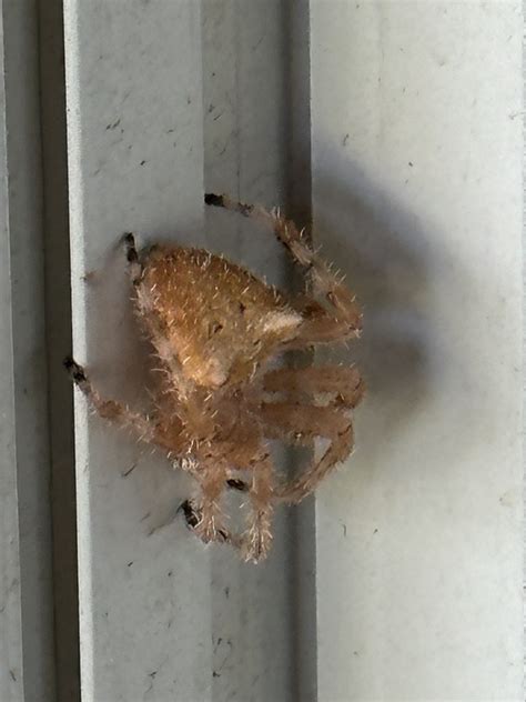 Araneus gemmoides (Cat-faced Spider) in Idaho United States