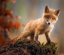 fox 的图像结果