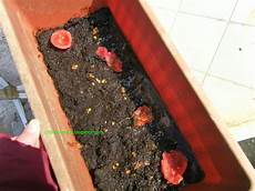 come seminare i pomodori in vaso orti in progress come seminare pomodori in una maniera da come seminare i pomodori in vaso orti in progress come seminare pomodori in una maniera da