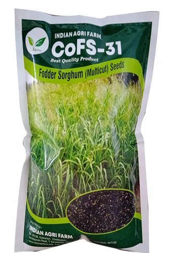 Fodder Seeds - Hedge Lucerne / Velimasal / Desmanthus fodder seeds for ...