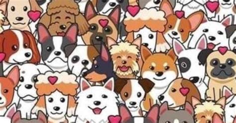 Seek and Find Puzzle: Can Your Eagle Eyes Locate the Cat Among the Dogs ...