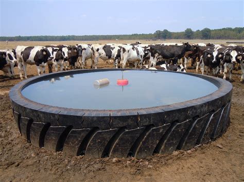 Water Trough For Cows at Scott Metz blog