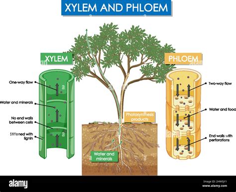 Diagram showing xylem and phloem plant illustration Stock Vector Image & Art - Alamy