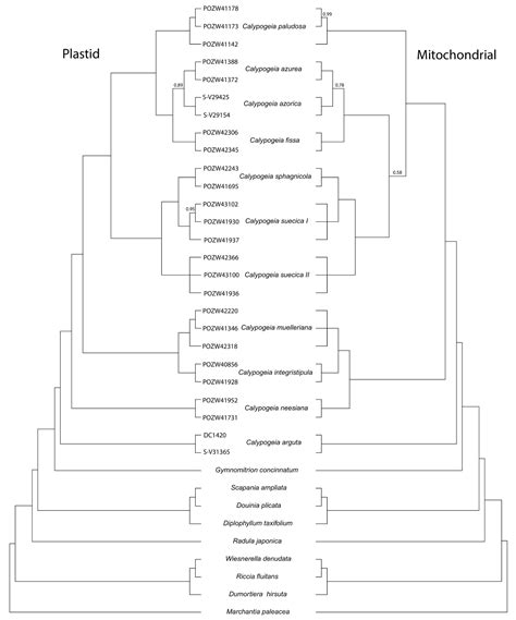 Super-Mitobarcoding in Plant Species Identification? It Can Work! The ...