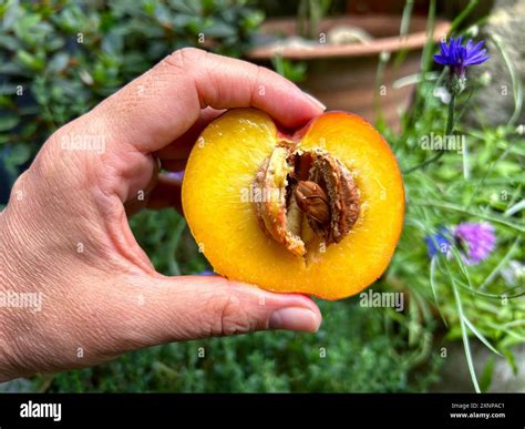 Peach Seed Premium Photo | Broken Peach Seed With A Kernel On White
