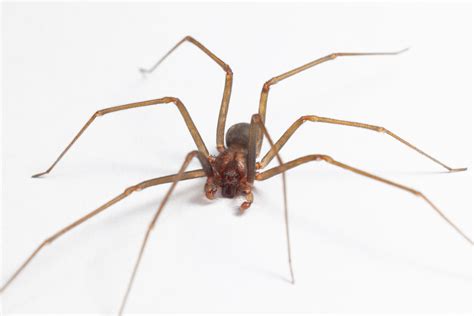Male Brown Recluse Spider - poisonous Loxoceles reclusa arachnid ...
