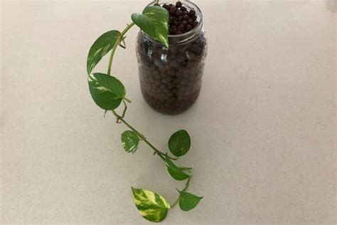 How to Use Leca 的图像结果