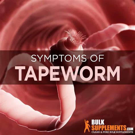 Tapeworms In Humans Symptoms Causes Treatments And Prevention