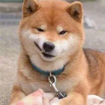 狗子系列表情包 林颜狗子用的表情包_动物表情 - 表情帝