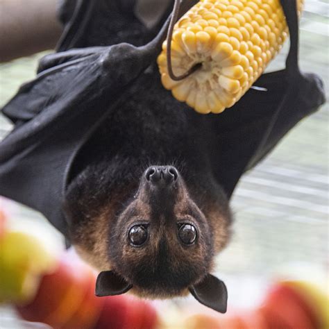 Cute Fruit Bat Eating