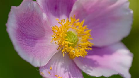 Download wallpaper 3840x2160 anemone, petals, pink, flower, spring ...