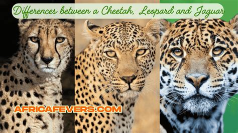 What Are the Differences Between a Cheetah, a Leopard, and a Jaguar ...